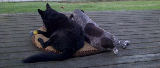 560941_10150930411638053_1384398496_n